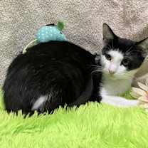 Thumbnail photo of Crockett #3