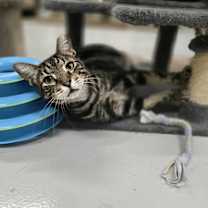 Thumbnail photo of Sarge #2