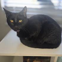 Thumbnail photo of Violet #1