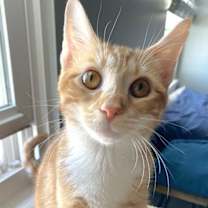 Thumbnail photo of Tulip #1