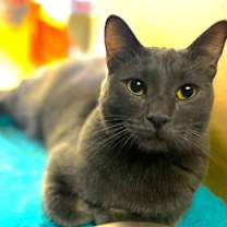 Thumbnail photo of Whiskey #3