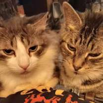 Thumbnail photo of Boots (and Caesar) #2