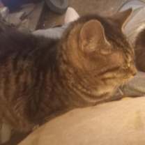Thumbnail photo of Boots (and Caesar) #3