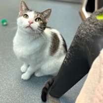 Thumbnail photo of Tart #2