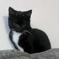 Thumbnail photo of Millie #2