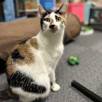 Thumbnail photo of Hen-rieta #2