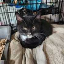 Thumbnail photo of Curly (George) #4