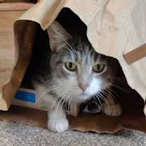 Thumbnail photo of Lou #1