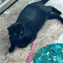 Thumbnail photo of Stella (Elly) #2