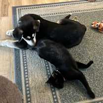 Thumbnail photo of Stella (Elly) #3
