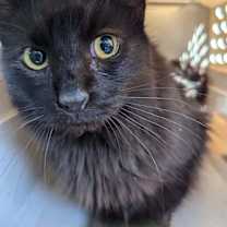Thumbnail photo of Joyce 0349 #2