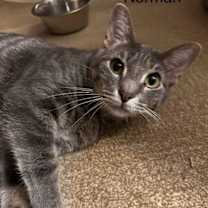 Thumbnail photo of Norman #2