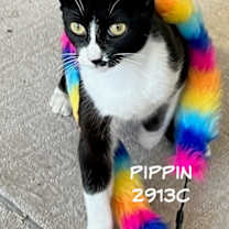 Thumbnail photo of Pippin #1