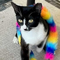 Thumbnail photo of Pippin #2