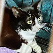 Thumbnail photo of Pippin #4