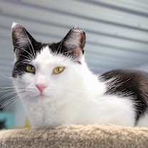 Thumbnail photo of Roxy #1
