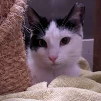 Thumbnail photo of Roxy #2