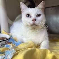 Thumbnail photo of Mermaid #2