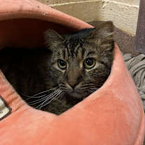 Thumbnail photo of Jack Daniels #3