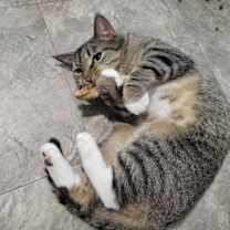 Thumbnail photo of Sonnet #1