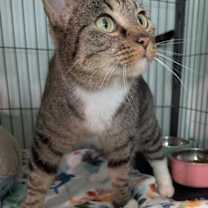 Thumbnail photo of Sonnet #2