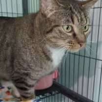 Thumbnail photo of Sonnet #3