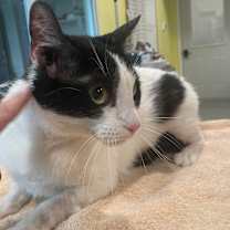 Thumbnail photo of Ash #2