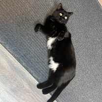 Thumbnail photo of Belle #3