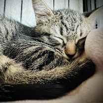 Thumbnail photo of Ellie #4