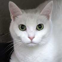 Thumbnail photo of Polar Bear #3