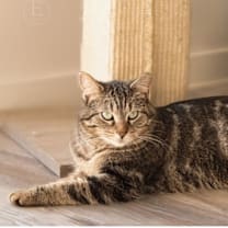 Thumbnail photo of Tigger #4