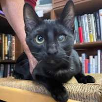 Thumbnail photo of Theo #3