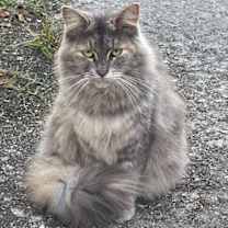 Thumbnail photo of Daisy #1