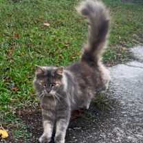 Thumbnail photo of Daisy #2