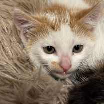 Thumbnail photo of Liam #2