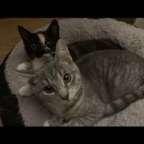 Thumbnail photo of **Willow #3