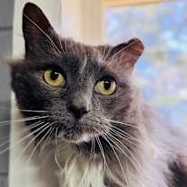 Thumbnail photo of Maddie #1