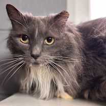 Thumbnail photo of Maddie #2