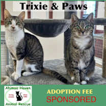 Thumbnail photo of Paws & Trixie #1