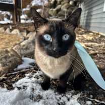 Thumbnail photo of Caspur #2