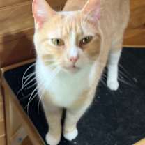 Thumbnail photo of Shiloh #1