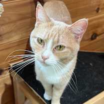 Thumbnail photo of Shiloh #2