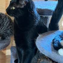 Thumbnail photo of Cobalt #2