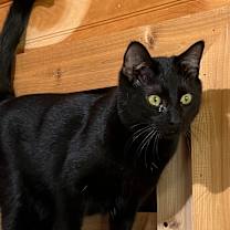 Thumbnail photo of Cobalt #1