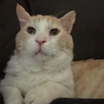 Thumbnail photo of Todd #2