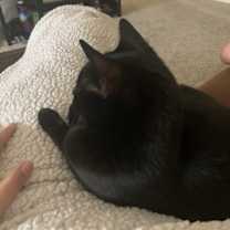 Thumbnail photo of Coraline #4
