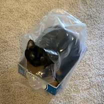 Thumbnail photo of Jack #2