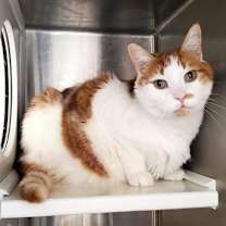 Thumbnail photo of Kiwi #1