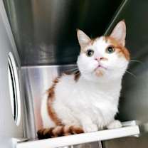 Thumbnail photo of Kiwi #2