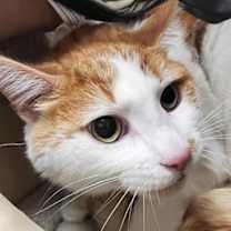 Thumbnail photo of Kiwi #3